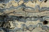 Mammoth Molar Slice With Case - South Carolina #349991-2